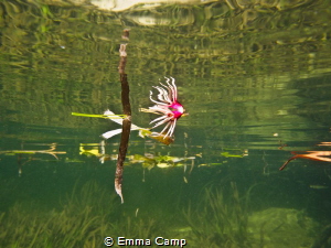 Taken in the Mangroves of Indonesia, the shot was taken r... by Emma Camp 